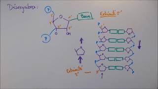 Réplication ADN  2 Détails moléculaires [upl. by Dloniger153]