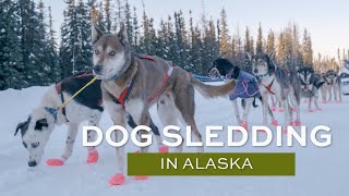 Dog Sledding on the Mendenhall Glacier  TEMSCO Helicopters Juneau Alaska [upl. by Nirehs]