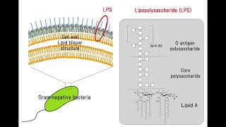 LPS endotoxin تعريف الـ [upl. by Eesdnil]