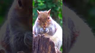 Squirrel With Peanut in the Sunshine  Cemetery Wildlife [upl. by Suiratnod418]