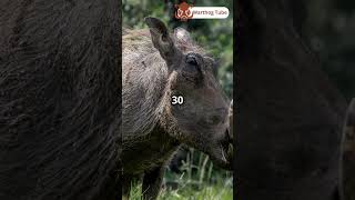 Warthogs vs Predators The Ultimate Survivors Warthog [upl. by Ehtiaf123]