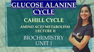 ALANINE GLUCOSE CYCLE I CAHILL CYCLE I Amino Acid Metabolism Lecture 2 I Biochemistry I Unit 1 [upl. by Spiros516]