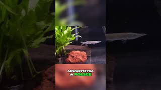 Najstarszy sklep akwarystyczny w Polsce  Masson👵🛒🐠 akwarium akwarystyka [upl. by Anaihs]