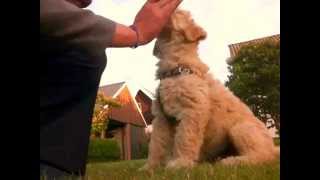 9 week Labradoodle puppy dog Training and Tricks [upl. by Adnileb805]