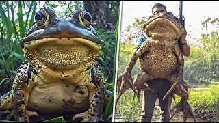 20 Abnormally Large Animals That Actually Exist [upl. by Lodovico]