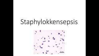 Staphylokokkensepsis [upl. by Thekla339]