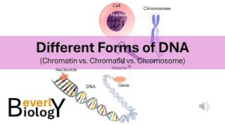 Chromosomes vs Chromatids vs Chromatin Different Forms of DNA [upl. by Nylsaj61]