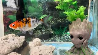 fish tank  viral video  Jn Net fishtank fish viralvideo fishlover colorfish [upl. by Faxon795]