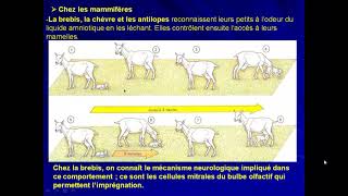 vidéo 9 éthologie et psychophysiologie lempreinte parentale [upl. by Ammamaria]