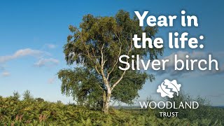 A Year in the Life of a Silver Birch [upl. by Aisena]