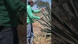 Costos Inesperados en agave Desgaste del vehículo shortvideo [upl. by Mcquillin]