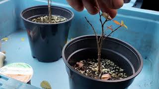 Growing Japanese Elm Zelkova From Seed For Bonsai  end of year 1 [upl. by Efi]