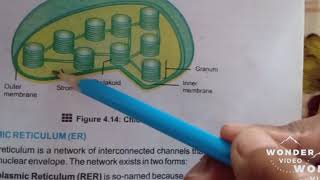 Biology Class 9 chapter 4 plastids part 1 [upl. by Havot]