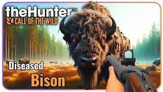 Save Hirschfelden The Bison Showdown Stop the Disease COTW [upl. by Ailima]