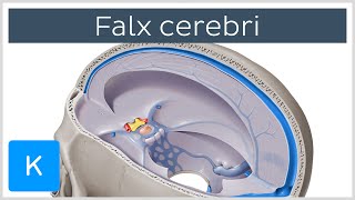 Falx cerebri Falx Cerebri  Human Anatomy  Kenhub [upl. by Noreht]