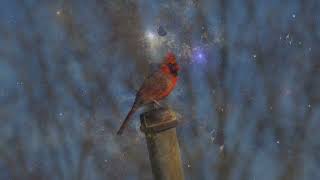 A Cardinal Farewell  Foxloon Fawn [upl. by Alekat357]