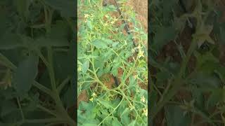 BEERO DALAK agriculture Somalia [upl. by Aydin]