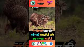 बिल्ली संवाद के बारे में रोचक तथ्य 🥶🐆shorts viralshorts facts animals trending youtube cat [upl. by Armin449]