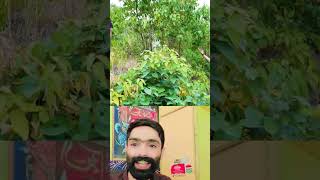 Goga saleem pahar comedyfunny comedy [upl. by Arron]