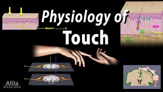 Physiology of Touch Receptors and Pathways Animation [upl. by Mahgirb]