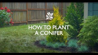 How to Plant a Conifer [upl. by Vikki448]