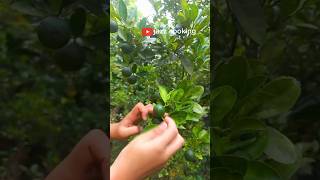 Fresh Calamansi harvesting backyardgarden viralvideo [upl. by Nnairac100]