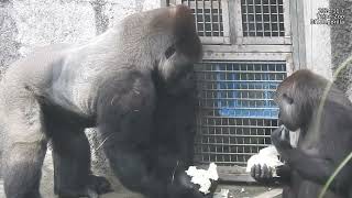 Gorilla Tayari 拿Djeeco前面的高麗菜  樹枝。萵苣  Jabali 保護 mom。轉圈圈  Jabali Ringo 邊吃邊玩 2024117 15261541 [upl. by Feucht]