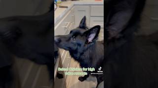 German Shepherd Dog High Value Treat Prepared dog germanshepherd shorts [upl. by Ainotna632]