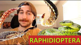 Raphidioptera Snakeflies  Order Spotlight [upl. by Zetneuq]