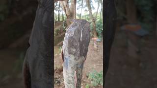 മണ്ണിരയിൽ അടിച്ച ഭീകരനെ കണ്ടോ  Caught monster cat fish using earthworms as bait  fishing viral [upl. by Sirois782]