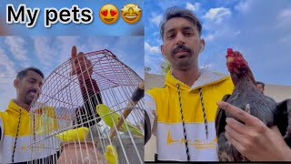 My pets or new murga ka vlog💯😍dawoodbhatti [upl. by Olson839]