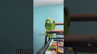 English or Spanish PARROT meme edition [upl. by Iorio54]