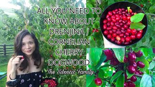 ALL YOU NEED TO KNOW ABOUT DRENJINA  CORNELIAN CHERRY DOGWOOD [upl. by Anima]