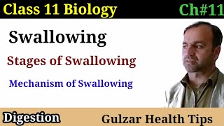 Swallowing   stages of swallowing  mechanism of swallowing  class 11th Biology، [upl. by Dwight146]