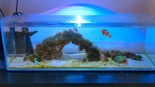 SIMPLE NANO REEF  NO SKIMMER NO SUMP  Algae Update [upl. by Ardek]