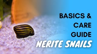 Nerite Snails Basics And Care Guide [upl. by Nauqed]