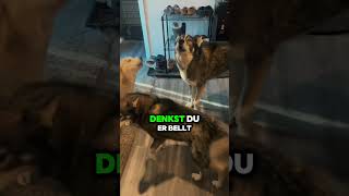 Triff den Husky husky hundeliebe hundevideos [upl. by Karleen]