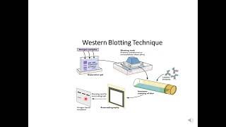 Western Blotting [upl. by Abert613]