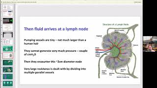 Lymph Nodes Create a Very Important Resistance to Lymph Flow How does the System Manage this [upl. by Alyahc]