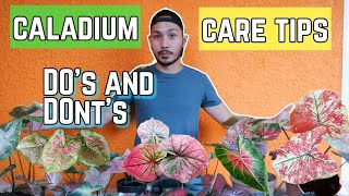 HOW TO TAKE CARE OF CALADIUMS [upl. by Brunella110]