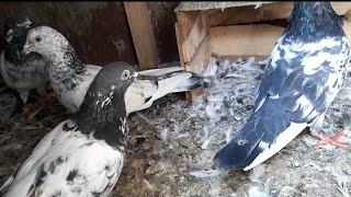 10 Most Beautiful Fancy Pigeons Collection  Pakistani and Indian Pigeons  World Unique Pigeon Farm [upl. by Ottinger]