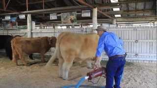 Preparing Highland Cattle for the Show ring at the Bathurst Royal Show 2012 [upl. by Couq83]