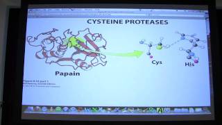 13 Biochemistry Catalytic Mechanisms II Lecture for Kevin Aherns BB 450550 [upl. by Boonie]