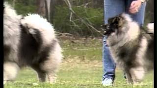 Keeshond  AKC Dog Breed Series [upl. by Anide]