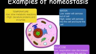 A level N Homeostasis and excretion Ms Cooper [upl. by Amme944]