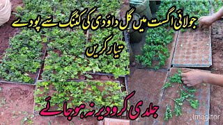 How to propagate Chrysanthemum from cutting in july AugustGul e dauodi ki cutting ugain [upl. by O'Kelly771]