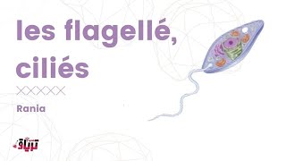 Parasitologie  flagellé intestinaux et urogénitaux ciliés  par  rania roula [upl. by Llevrac]