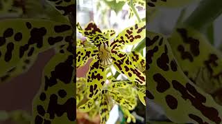 Grammatophylumgrammatophyllum tigerorchid orchidee orchidsgarden orchids orchid anggrek [upl. by Talley]