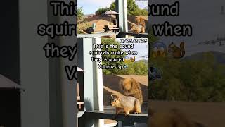 This Is The Sound Squirrels Make When They’re Scared 😱🐿️ [upl. by Zane]