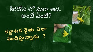 కీరదోస సాగు కర్ణాటక రైతు తోటలో నా మాటల్లో Interesting facts and cultivation aspects of cucumber [upl. by Sakul410]